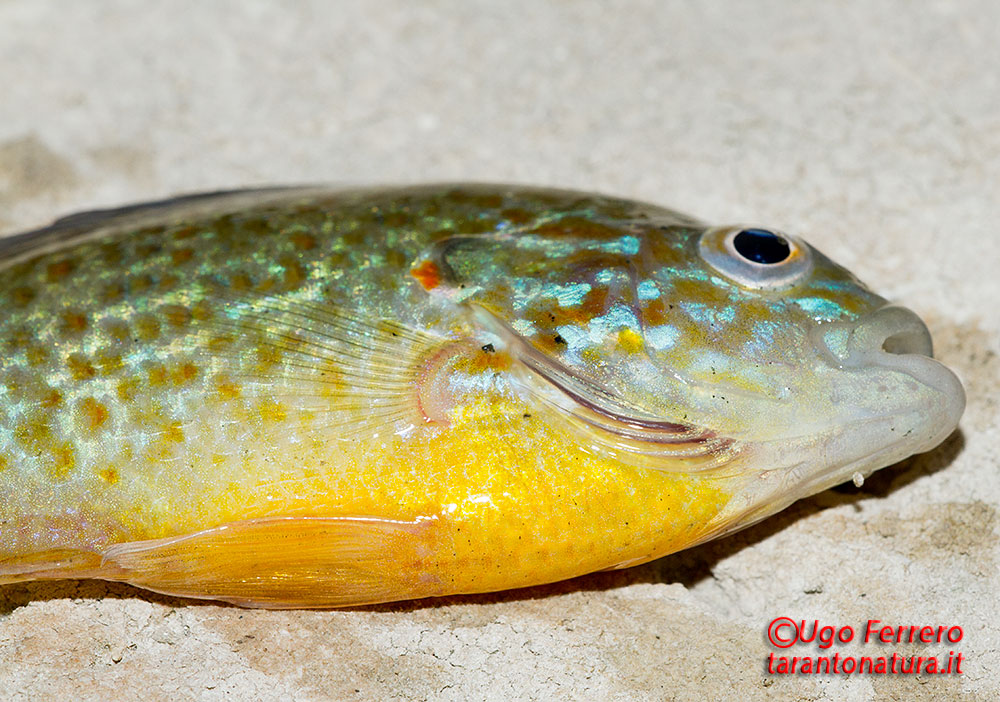 Lepomis gibbosus e Carassius auratus